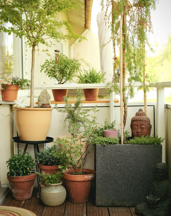 Office Plant Corner